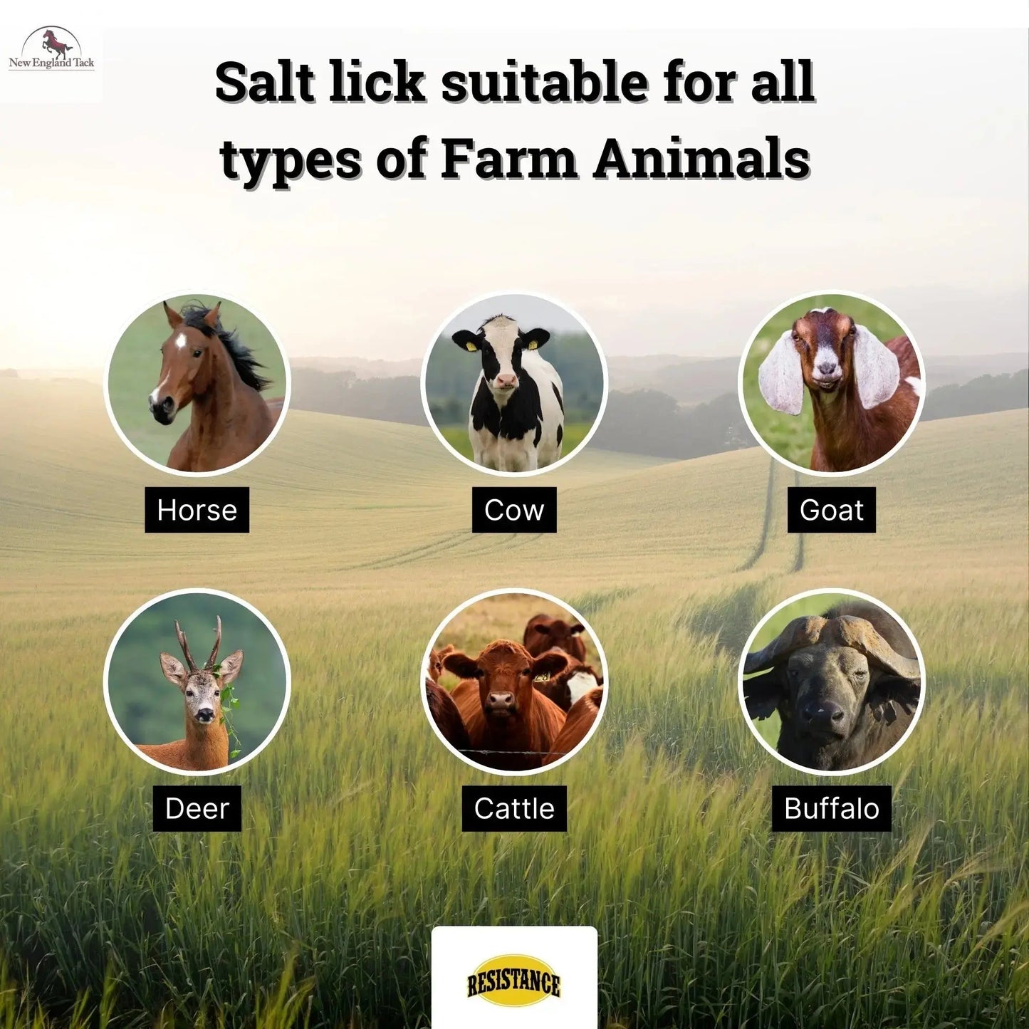 RESISTANCE Pink Himalayan Salt Lick Block with Rope for Horses, Cattle, Deer, Goats, and Livestock - 3 Lbs (Each Block Weight) NewEngland Tack