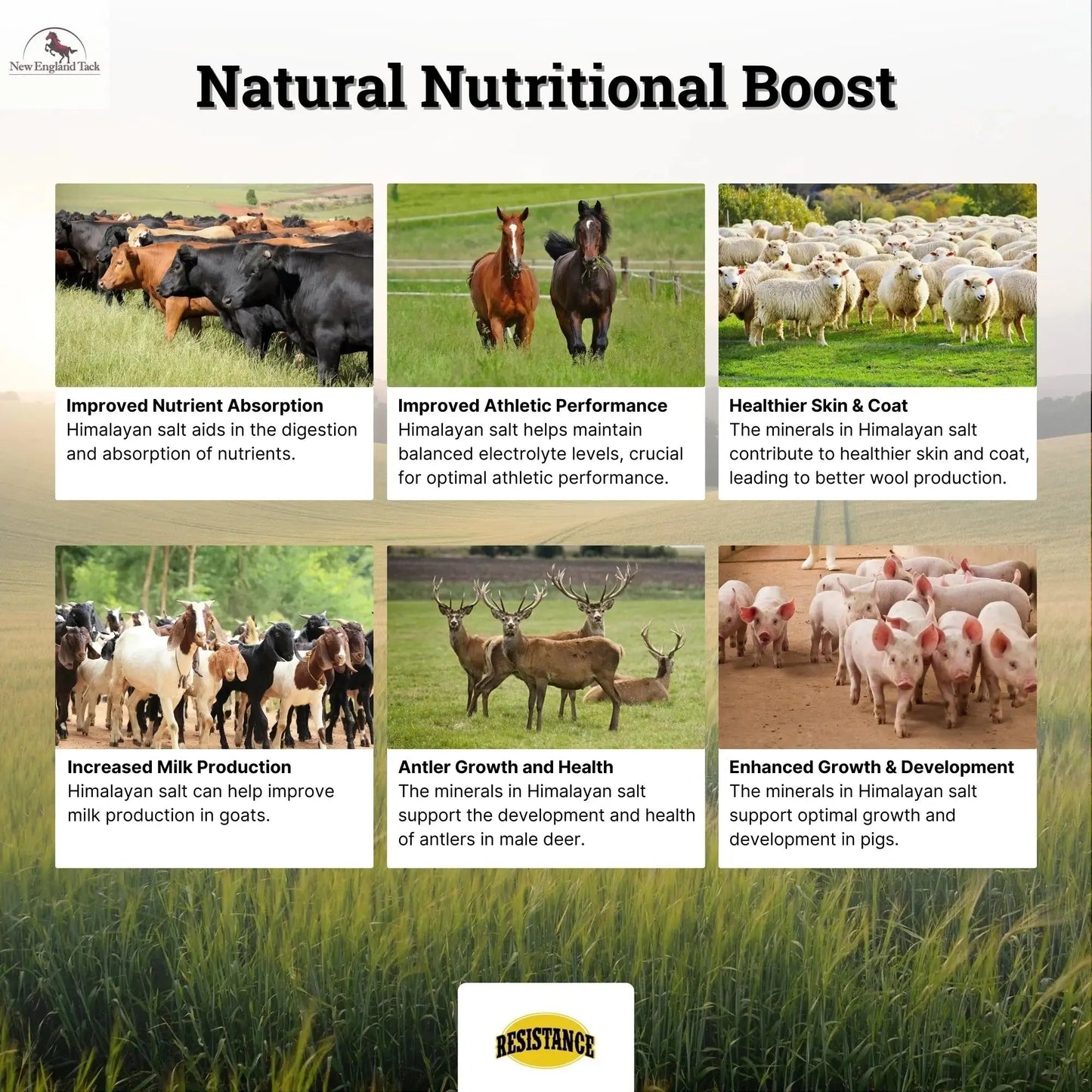 RESISTANCE Pink Himalayan Salt Lick Block with Rope for Horses, Cattle, Deer, Goats, and Livestock - 3 Lbs (Each Block Weight) NewEngland Tack